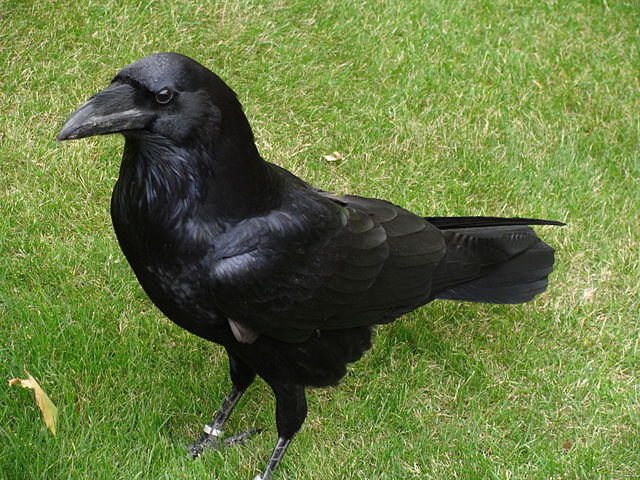 640px-Corvus_corax.001_-_Tower_of_London.jpeg