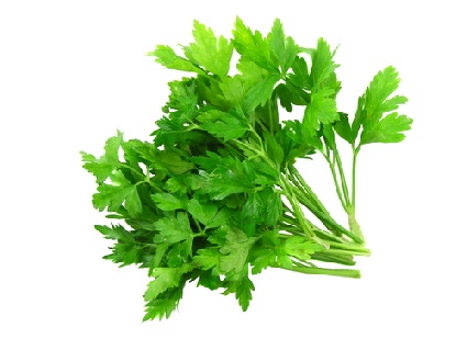 cilantro.jpg