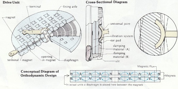 ortho2.jpg