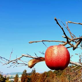 [사진]사과가 맛있는 계절입니다. (폰편집)