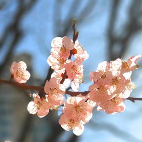[사진] 겨울과 봄의 경계에 서다. 그리고 FLOWER